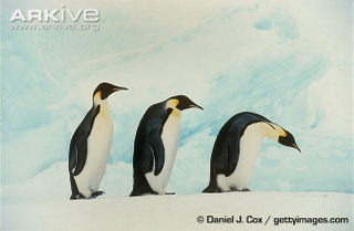 Illustration for article titled Flightless Friday - Aptenodytes forsteri Edition